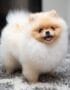 Nearby Cuture Toy Pom Puppy | Cream Color