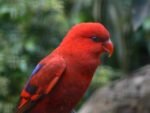 Chattering Lorikeet