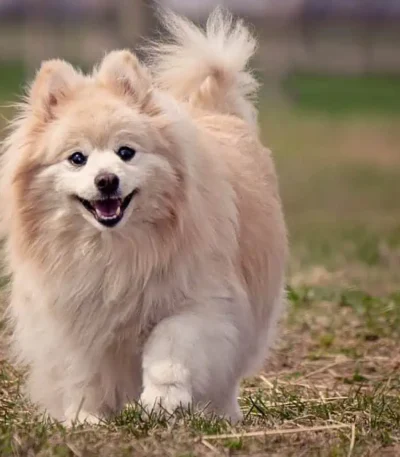 Nearby Pomeranian Puppy | Cream Color