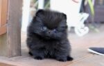 Nearby Culture Toy Pom Puppy | Black Color