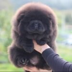 Nearby Chow Chow Puppy | Black Color