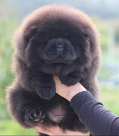 Nearby Chow Chow Puppy | Black Color