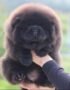 Nearby Chow Chow Puppy | Black Color