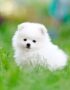 Nearby Culture Toy Pom Puppy | White Color