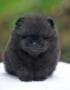 Nearby Culture Toy Pom Puppy | Black Color