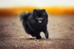 Nearby Culture Toy Pom Puppy | Black Color