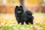 Nearby Culture Toy Pom Puppy | Black Color