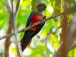 Crimson Bellied Conure