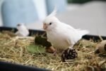 Cockatiel | Albino