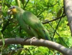 Orange Wing Amazon Parrots