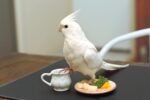 Cockatiel | Albino