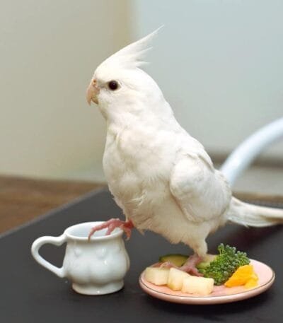 Cockatiel | Albino