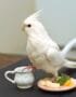 Cockatiel | Albino