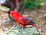 Chattering Lorikeet
