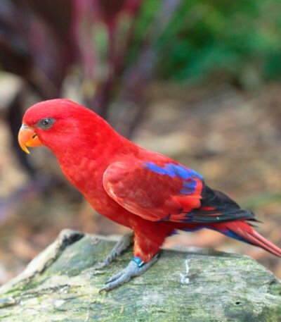 Chattering Lorikeet