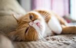 Exotic Shorthair Cats & Kittens