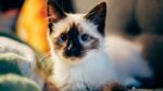 Siamese Cats & Kittens