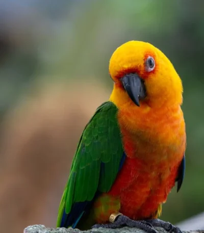 Jenday Conure