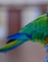 Jenday Conure