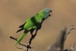 Blue Crown Conure