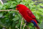 Chattering Lorikeet