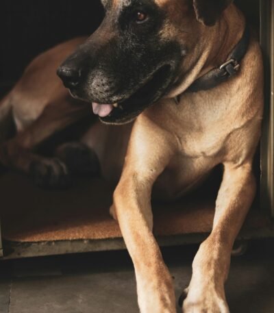 Nearby Great Dane Puppy | Fawn Color