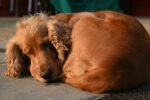 Nearby Cocker Spaniel Puppy