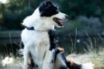 Nearby Border Collie Puppy