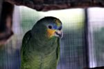 Orange Wing Amazon Parrots