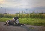 Nearby Standard American Bully Puppy