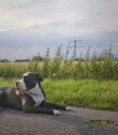 Nearby Standard American Bully Puppy