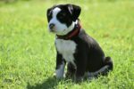 Nearby Standard American Bully Puppy