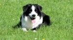 Nearby Border Collie Puppy
