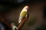 Nearby African Love Birds | Peach - Image 5