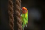 African Love Birds | Green