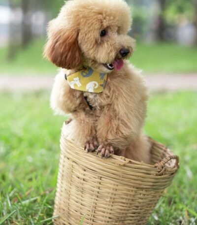 Nearby Standard Poodle Puppy | Apricot Color