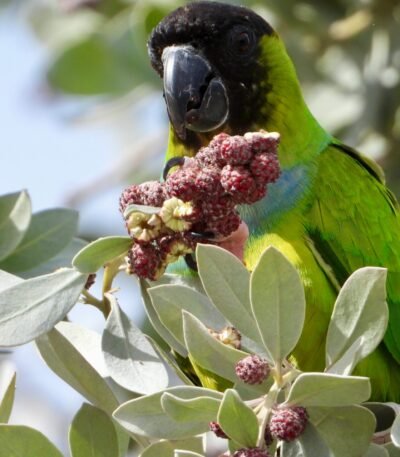 Nanday conure