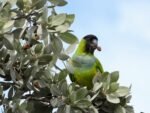 Nanday conure