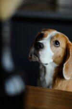 Nearby Beagle | Tricolor Puppy