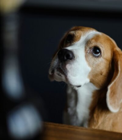 Nearby Beagle | Tricolor Puppy
