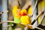 African Love Birds | Peach