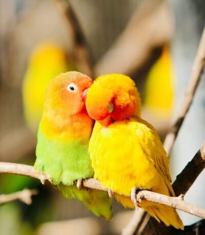 African Love Birds | Peach