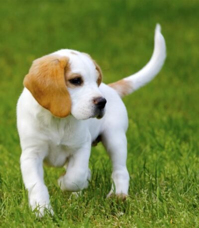 Nearby Beagle | Lemon & White | Puppy