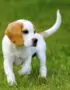 Nearby Beagle | Lemon & White | Puppy