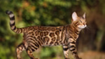 Bengal Cats & Kittens