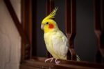 Cockatiel | Lutino