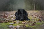 German Shepherd Puppy | Pure Black