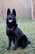German Shepherd Puppy | Pure Black