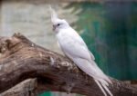 Cockatiel | Albino