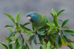 Blue Crown Conure